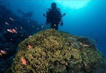 “رأس محمد” بمصر.. “جنة ساحرة” عند ملتقى السويس والعقبة "رأس محمد" بمصر.. "جنة ساحرة" عند ملتقى السويس والعقبة