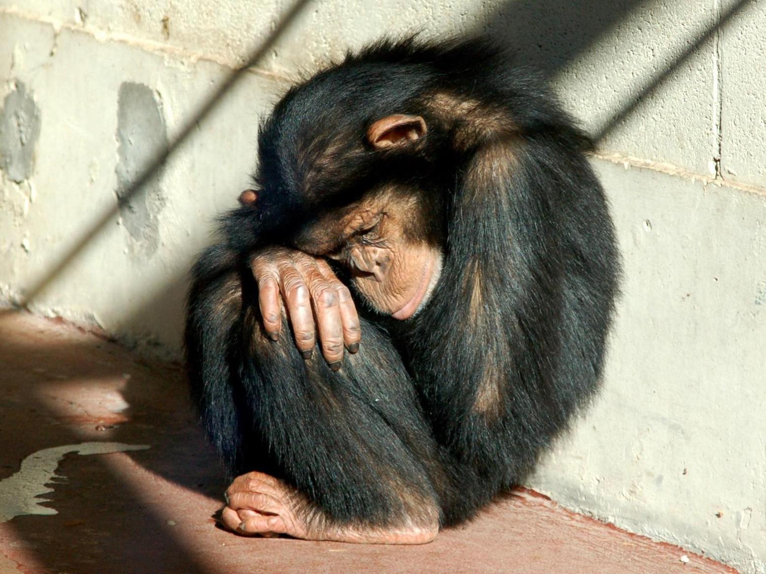 أستاذة الأنثروبولوجيا باربرا كينغ: الحيوانات تدرك معنى الحزن والفقد أستاذة الأنثروبولوجيا باربرا كينغ: الحيوانات تدرك معنى الحزن والفقد