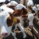 تحرك عاجل للسيطرة على انتشار المتحور الجديد لـ”الحمى القلاعية” تحرك عاجل للسيطرة على انتشار المتحور الجديد لـ"الحمى القلاعية"