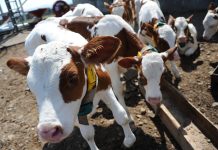 تحرك عاجل للسيطرة على انتشار المتحور الجديد لـ”الحمى القلاعية” تحرك عاجل للسيطرة على انتشار المتحور الجديد لـ"الحمى القلاعية"