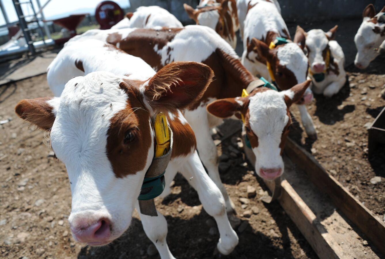 تحرك عاجل للسيطرة على انتشار المتحور الجديد لـ تحرك عاجل للسيطرة على انتشار المتحور الجديد لـ