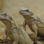 حديقة حيوانات موسكو تستقبل كائنا نادرا من صحارى مصر حديقة حيوانات موسكو تستقبل كائنا نادرا من صحارى مصر