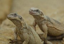 حديقة حيوانات موسكو تستقبل كائنا نادرا من صحارى مصر حديقة حيوانات موسكو تستقبل كائنا نادرا من صحارى مصر