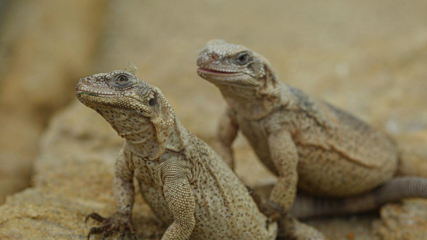 حديقة حيوانات موسكو تستقبل كائنا نادرا من صحارى مصر حديقة حيوانات موسكو تستقبل كائنا نادرا من صحارى مصر