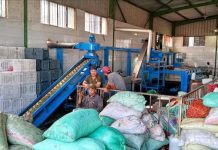 احتفالات شعبية في مصر بحصاد الزيتون رغم تراجع الأسعار احتفالات شعبية في مصر بحصاد الزيتون رغم تراجع الأسعار