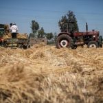 مصر تستهدف شراء 5 ملايين طن من القمح المحلي الموسم المقبل مصر تستهدف شراء 5 ملايين طن من القمح المحلي الموسم المقبل