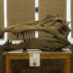 اكتشاف نوع تمساح عاش قبل 80 مليون عام في مصر اكتشاف نوع تمساح عاش قبل 80 مليون عام في مصر