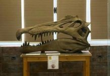 اكتشاف نوع تمساح عاش قبل 80 مليون عام في مصر اكتشاف نوع تمساح عاش قبل 80 مليون عام في مصر