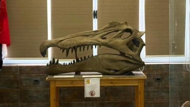 اكتشاف نوع تمساح عاش قبل 80 مليون عام في مصر