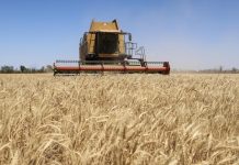 الحرب الروسية الأوكرانية ترفع كلفة الخبز في مصر وأفريقيا الحرب الروسية الأوكرانية ترفع كلفة الخبز في مصر وأفريقيا