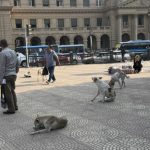 الكلاب الضالة تهدد حياة آلاف المصريين الكلاب الضالة تهدد حياة آلاف المصريين