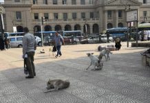 الكلاب الضالة تهدد حياة آلاف المصريين الكلاب الضالة تهدد حياة آلاف المصريين