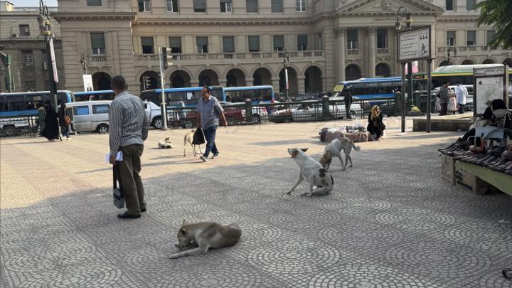 الكلاب الضالة تهدد حياة آلاف المصريين الكلاب الضالة تهدد حياة آلاف المصريين