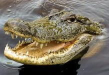 تمساح جديد يثير ذعر الأهالي بقرية مصرية تمساح جديد يثير ذعر الأهالي بقرية مصرية