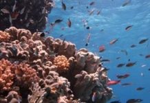 داديلوس.. موقع غوص بداخله سحر الطبيعة جنوب البحر الأحمر داديلوس.. موقع غوص بداخله سحر الطبيعة جنوب البحر الأحمر