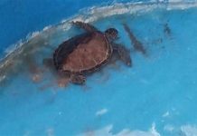 إنقاذ السلحفاة البحرية «إيريني» من الدقهلية إنقاذ السلحفاة البحرية «إيريني» من الدقهلية