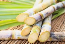 مصر تستهدف توريد 6 ملايين طن من محصول قصب السكر بالموسم الحالي مصر تستهدف توريد 6 ملايين طن من محصول قصب السكر بالموسم الحالي