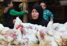 مصر… غلاء الأسواق يهزم أرقام التضخم مصر... غلاء الأسواق يهزم أرقام التضخم