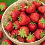 الفراولة المصرية تحقق إنجازا تاريخيا الفراولة المصرية تحقق إنجازا تاريخيا