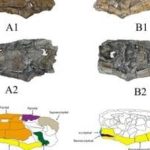 اكتشاف سمكة مفترسة بأسنان زاحفية بالداخلة اكتشاف سمكة مفترسة بأسنان زاحفية بالداخلة
