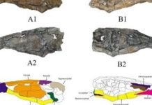 اكتشاف سمكة مفترسة بأسنان زاحفية بالداخلة اكتشاف سمكة مفترسة بأسنان زاحفية بالداخلة