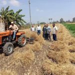 زيادة في توريد القمح المحلي بمصر «دون طموحات الحكومة» زيادة في توريد القمح المحلي بمصر «دون طموحات الحكومة»