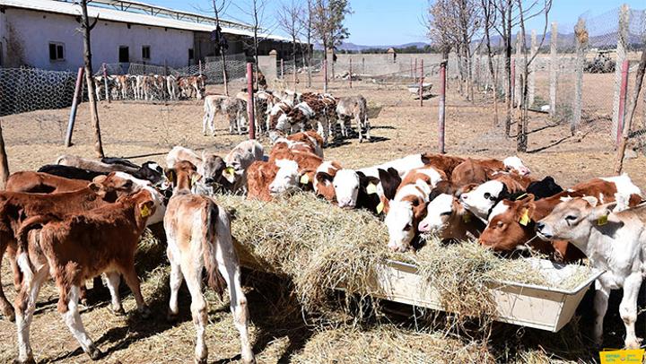 Halhale Agricultural Dairy Farm