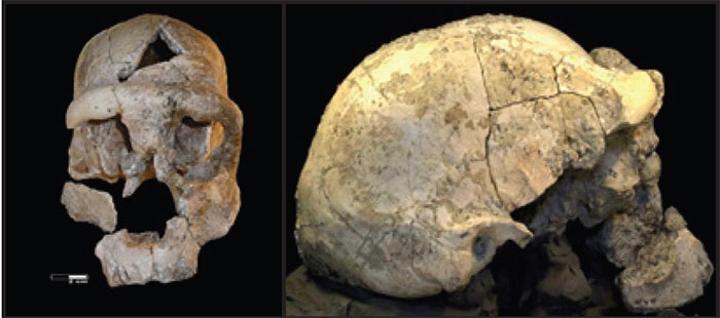 What do we know about the one million year old Eritrean Homo Sapiens?