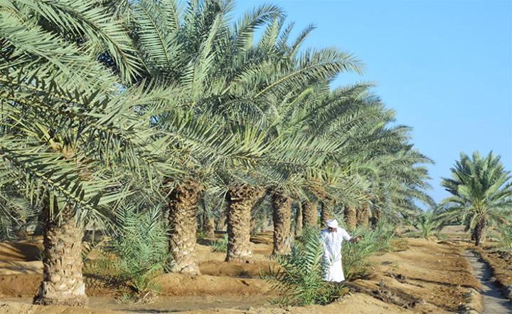 Eritrea: Date Palm Plantations Progressing to Semi-Commercial Stage