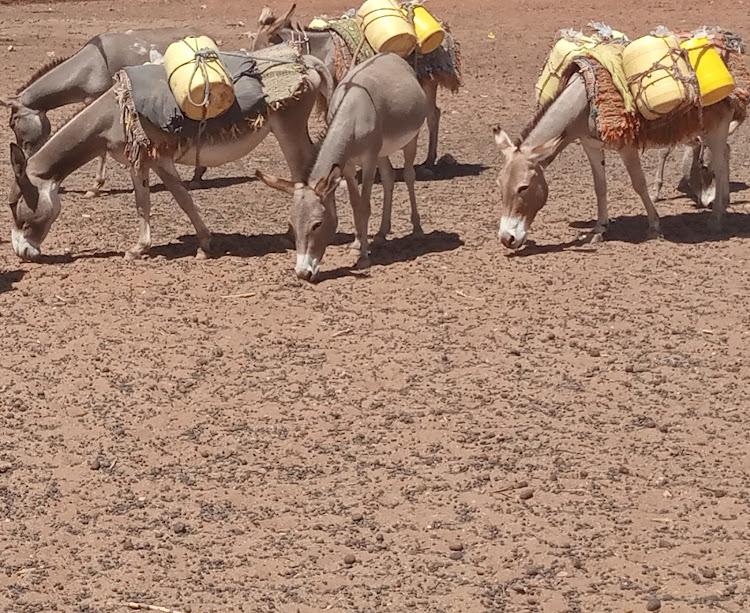 Drought in East Africa: Is the worst yet to come?