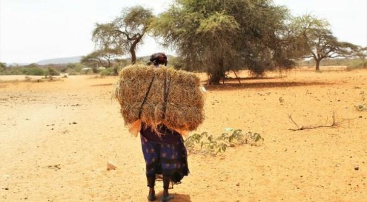 Support farmers, agribusinesses to cope with drought – experts Support farmers, agribusinesses to cope with drought – experts
