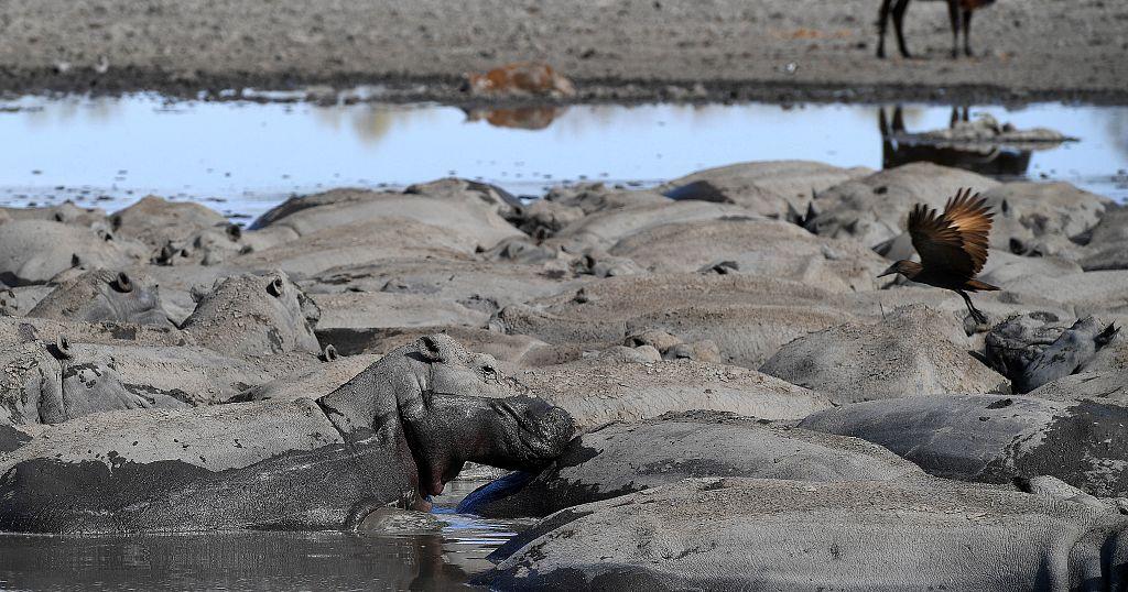 Wildlife campaigners raise alarm over rise in trade of hippo ivory