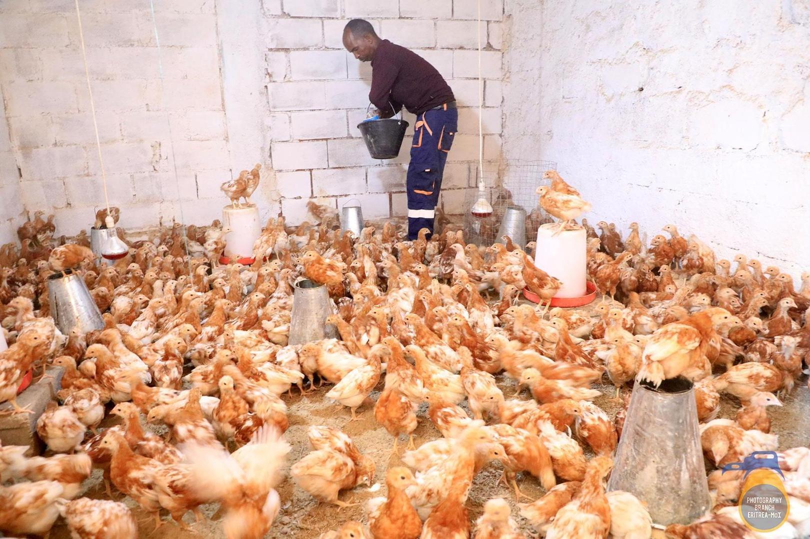 Ministry of Agriculture Distributes Chickens to Farmers Ministry of Agriculture Distributes Chickens to Farmers