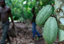 Low Rainfall and Cold Temperatures Threaten Cocoa Crops Low Rainfall and Cold Temperatures Threaten Cocoa Crops