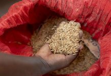 Fatmata Binta Appointed FAO Goodwill Ambassador Africa Fatmata Binta Appointed FAO Goodwill Ambassador Africa