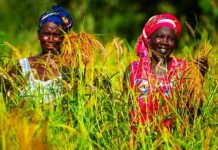 Global Agriculture Program Invests USD 14 Million in Afdb Global Agriculture Program Invests USD 14 Million in Afdb