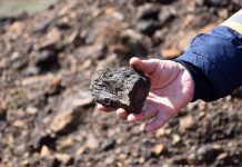 Scientists extract rare earth minerals from living plants Scientists extract rare earth minerals from living plants