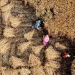 Wheat May Need More Water During Future Heat Waves Wheat May Need More Water During Future Heat Waves