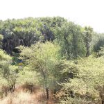 Forests and wildlife in Molqui sub-zone Forests and wildlife in Molqui sub-zone