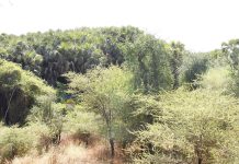 Forests and wildlife in Molqui sub-zone Forests and wildlife in Molqui sub-zone