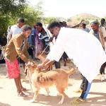Livestock vaccination in Molqui sub-zone Livestock vaccination in Molqui sub-zone