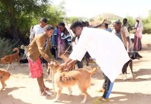 Livestock vaccination in Molqui sub-zone Livestock vaccination in Molqui sub-zone