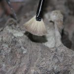 Surprising Face of 1.5M-Year-Old Homo Erectus Surprising Face of 1.5M-Year-Old Homo Erectus