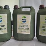 From the Red Sea to the Farm: Eritrea’s Seaweed Gold From the Red Sea to the Farm: Eritrea's Seaweed Gold