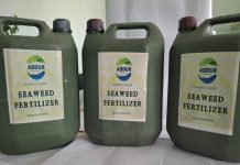 From the Red Sea to the Farm: Eritrea’s Seaweed Gold From the Red Sea to the Farm: Eritrea's Seaweed Gold