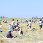 Popular campaign to harvest crops of families of martyrs Popular campaign to harvest crops of families of martyrs
