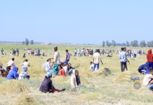 Popular campaign to harvest crops of families of martyrs Popular campaign to harvest crops of families of martyrs