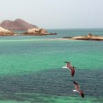 Exploring the Marine Wonders of Eritrea Exploring the Marine Wonders of Eritrea