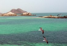 Exploring the Marine Wonders of Eritrea Exploring the Marine Wonders of Eritrea