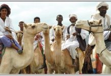 Living Symbols of a Resilient and Diverse Nation Living Symbols of a Resilient and Diverse Nation